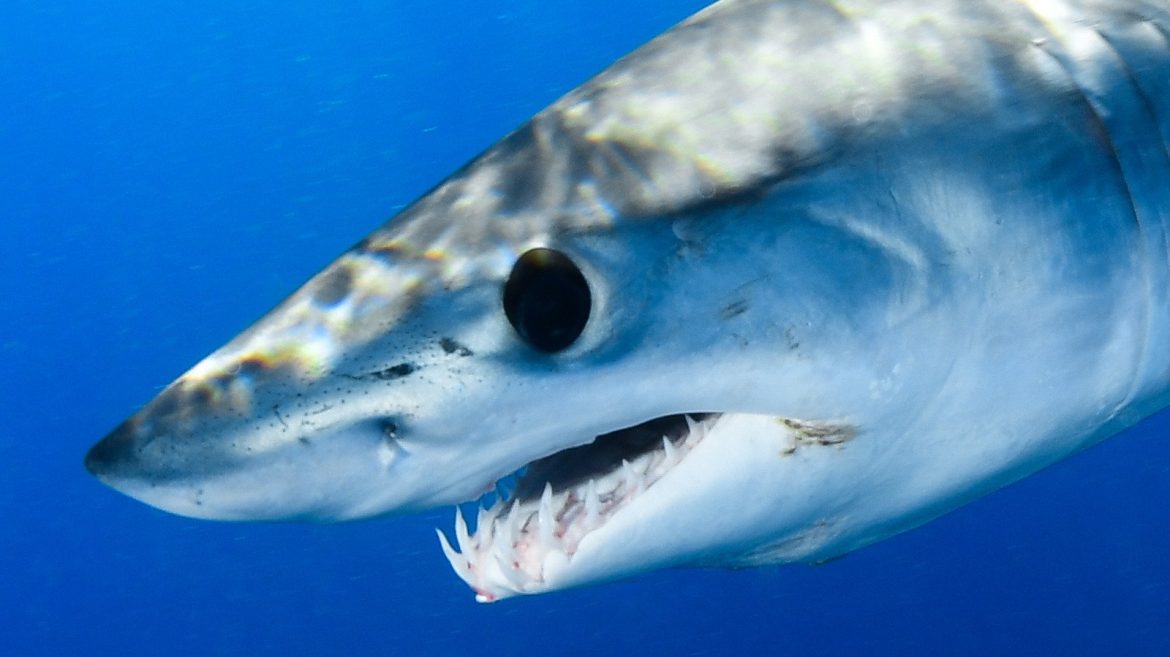Les Mako Sharks : Les Prédateurs Aquatiques les Plus Rapides