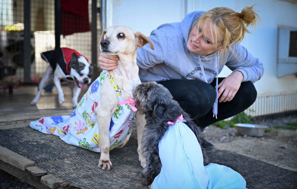 Sanctuaire en Normandie pour animaux victimes de maltraitance