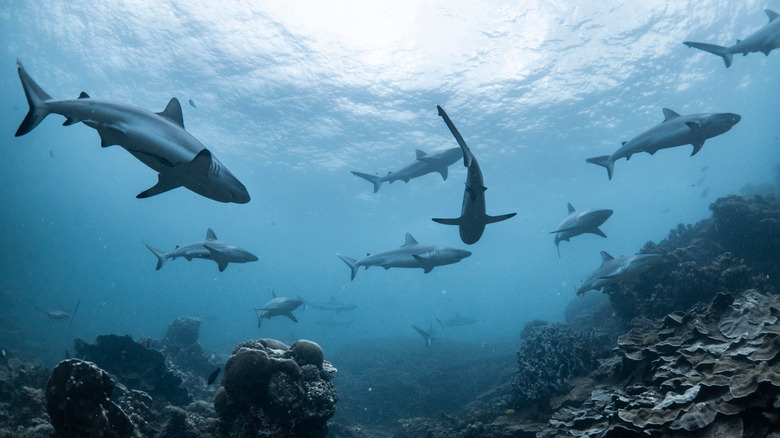 Requins nageant sous l'eau