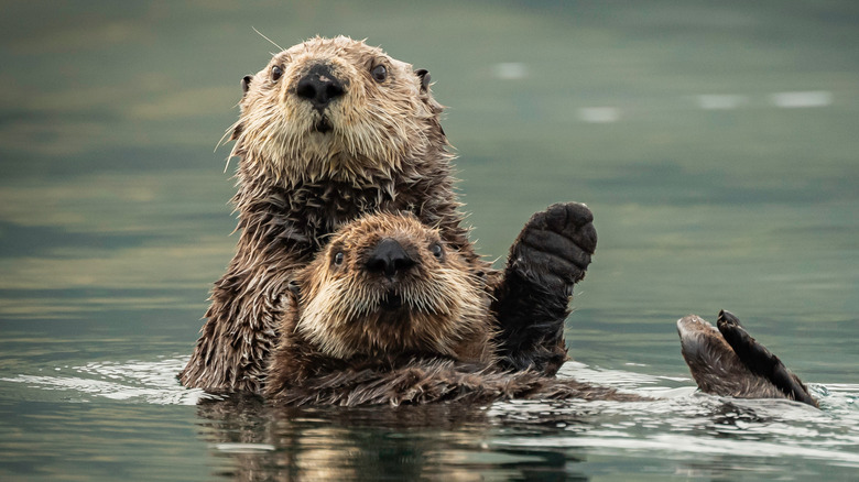 Deux loutres de mer dans l'eau