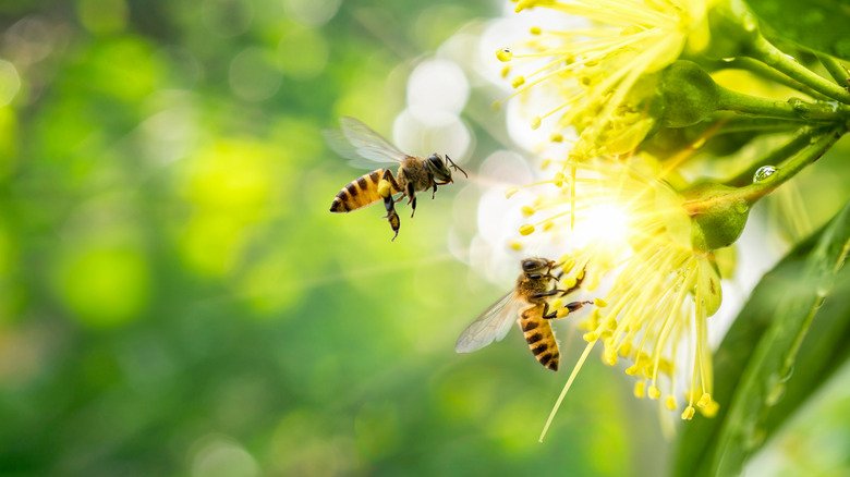 abeilles sur une fleur