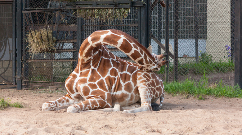 girafe endormie