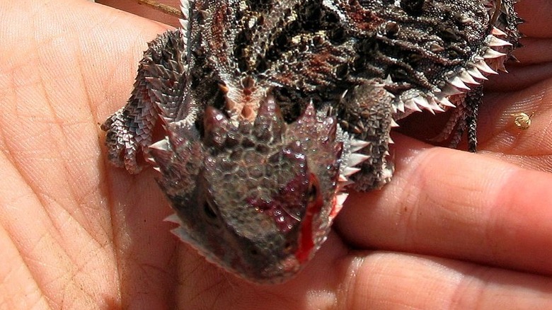 Lézard cornus projetant du sang de l'œil