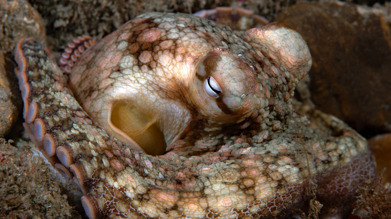 Premier plan d'un octopus reposant