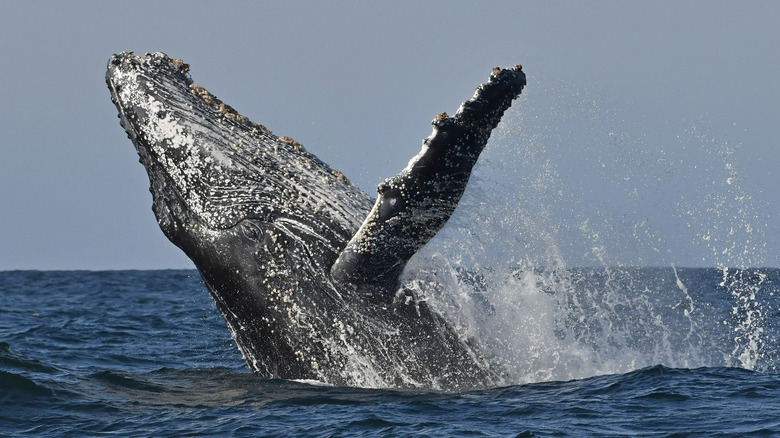 Baleine à bosse
