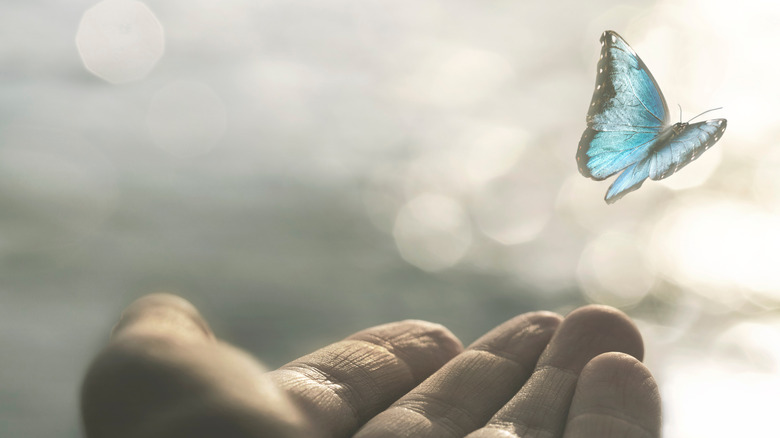 papillon et main
