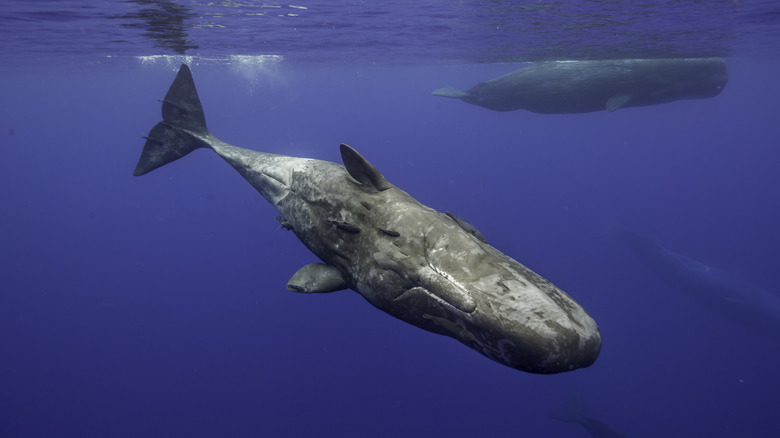 Baleines à sperme