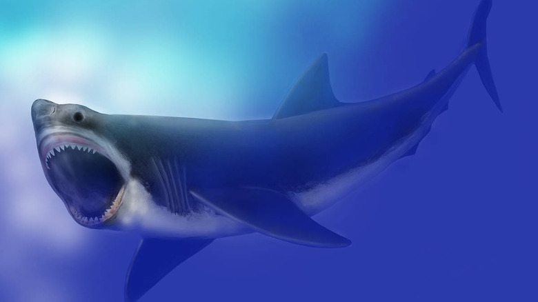 Art du mégalodon
