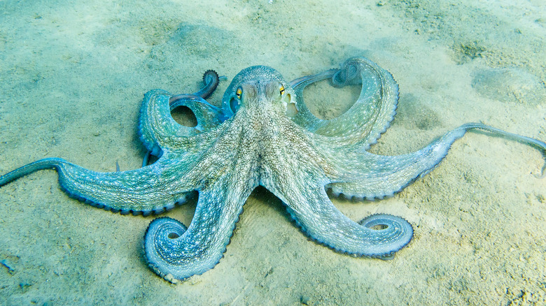 Pieuvre bleue se reposant sur le sable