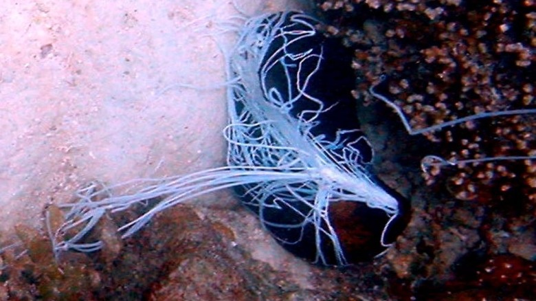 Concombre de mer tirant ses organes internes