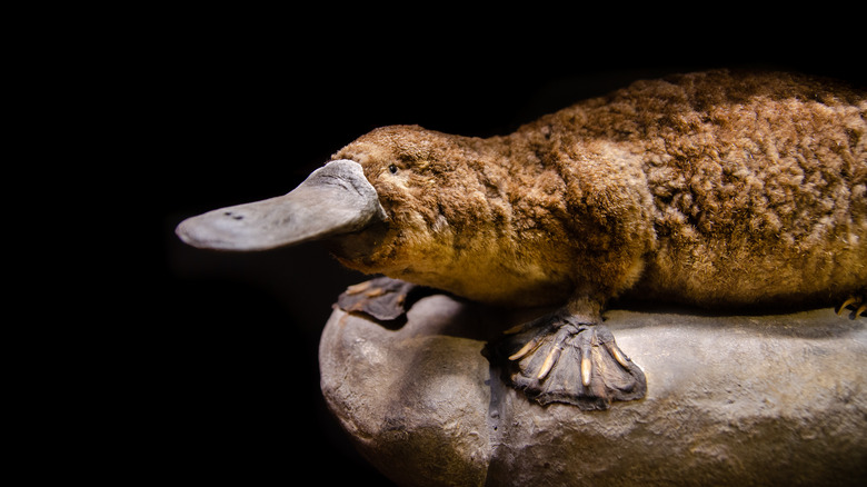 Ornithorynque reposant sur une roche