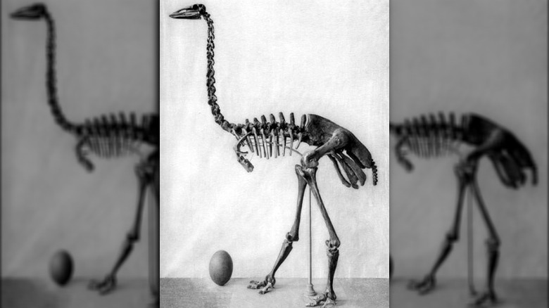 Squelette d'oiseau éléphant