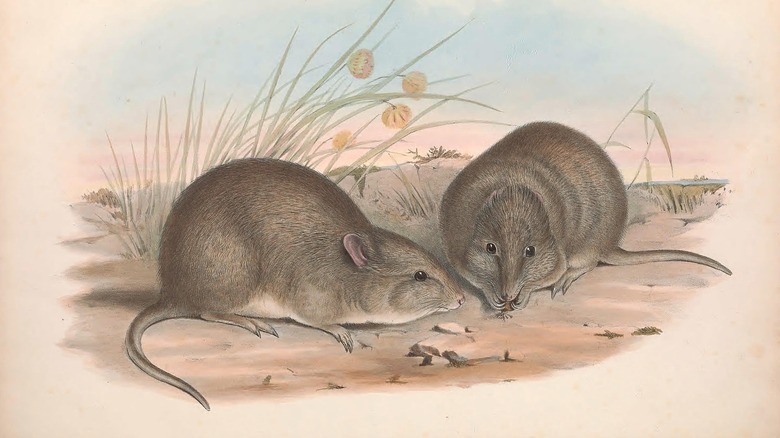 Potoroo à face large