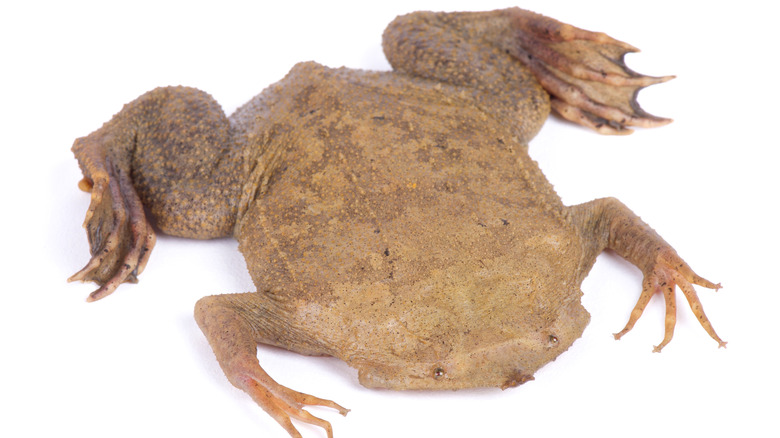Crapaud du Surinam pondant