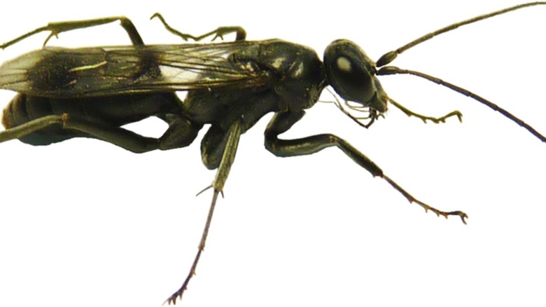 Guêpe mangeuse d'araignée sur fond blanc