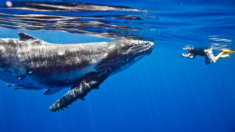 Plongeur et baleine