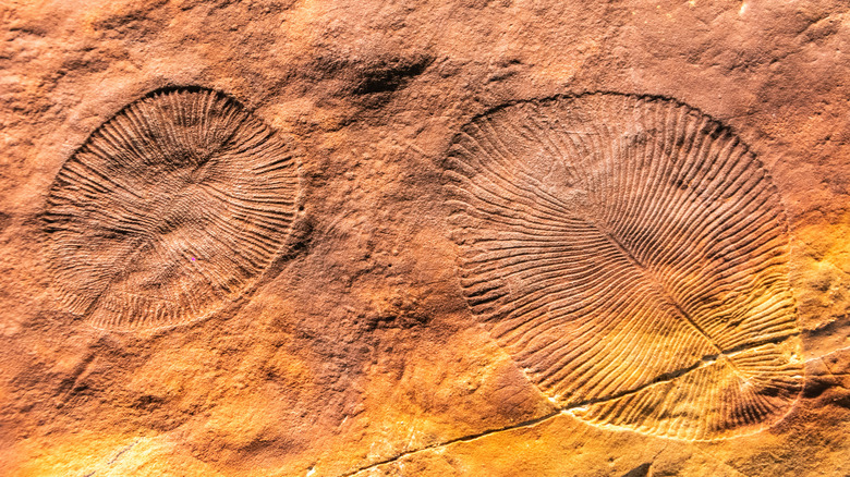 Fossiles de Dickinsonia