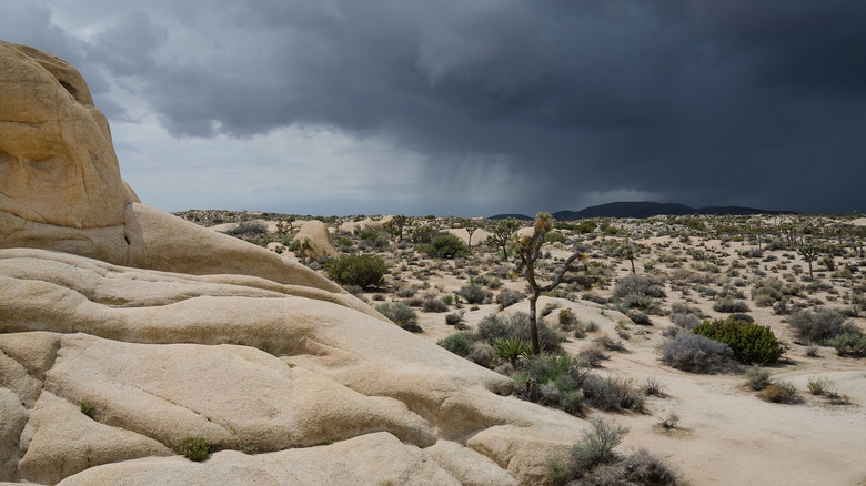 Joshua Tree National Park avec un front orageux approchant