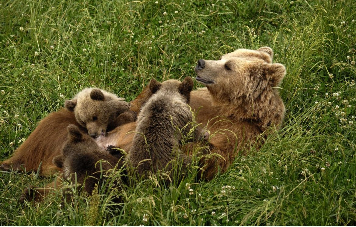 96 ours détectés dans les Pyrénées : une population en croissance