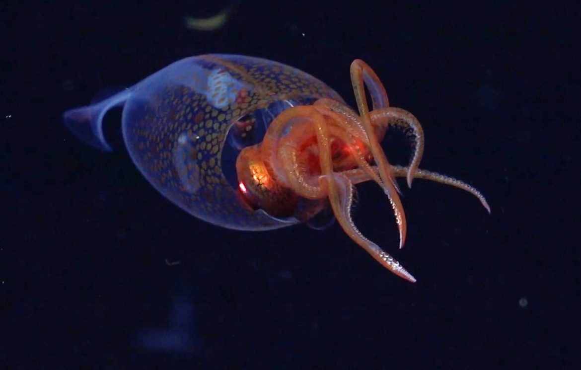 Des images inédites d'un calamar colossal filmé dans l'océan