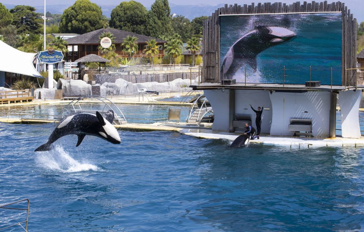 Marineland : Les orques vivaient en bonnes conditions selon l'expertise