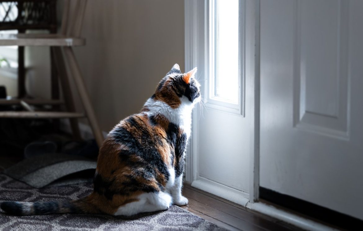 Pourquoi les chats détestent-ils les portes fermées ?