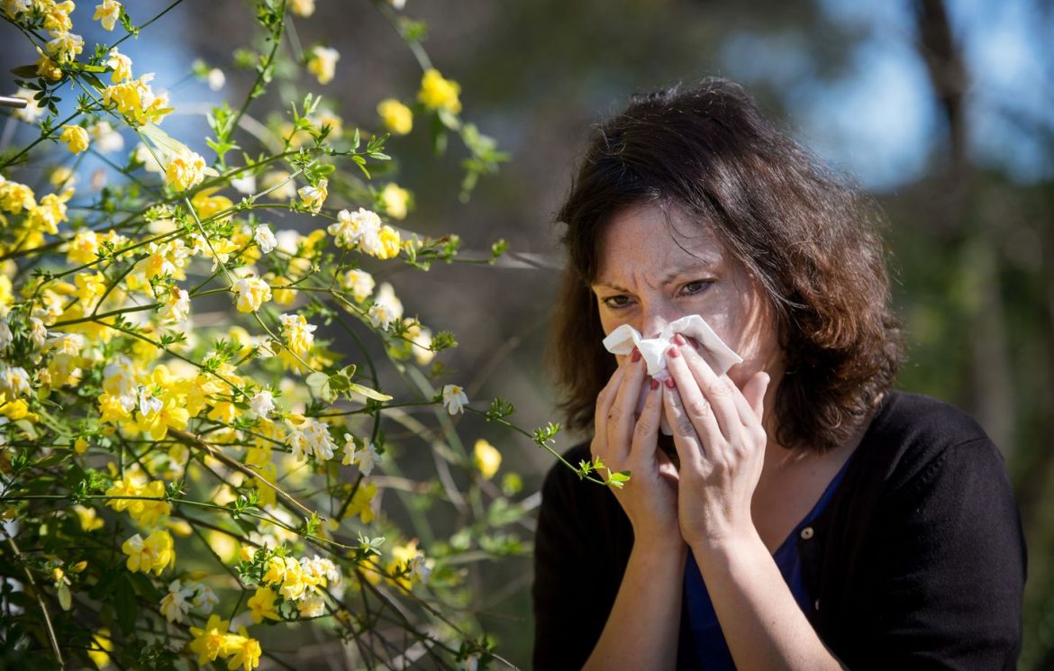 Une carte de pollen sur trois jours pour mieux gérer les allergies
