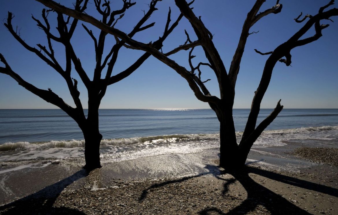 Découverte d'ossements anciens sur une plage en Caroline du Sud