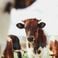Dermatose nodulaire chez les vaches