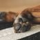 Fille frappant des chiens