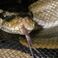 Un python royal s’échappe et sème la zizanie dans un immeuble à Grenoble