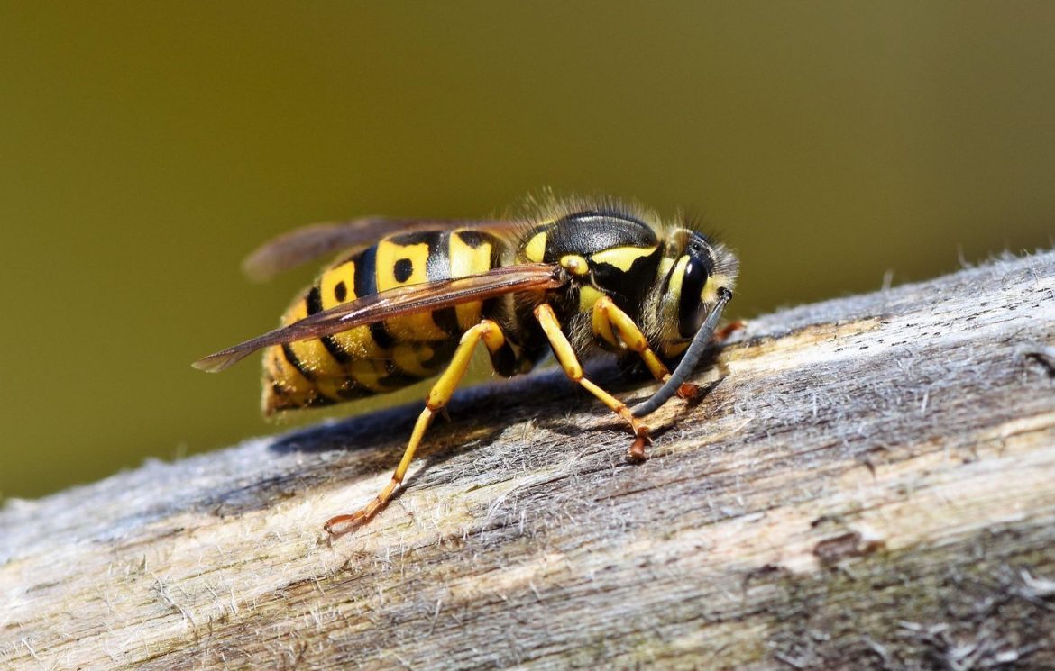 Agriculteur héliporté après 15 piqûres de frelons en Normandie