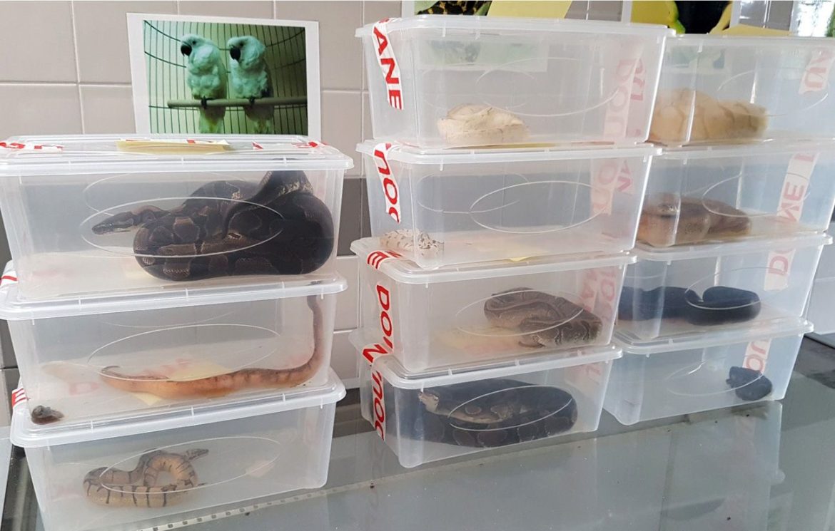 Contrôles routiers en Seine-Maritime : Des serpents découverts