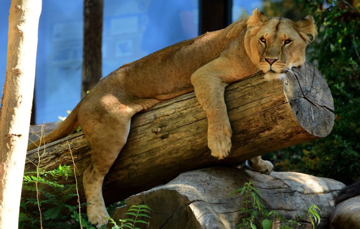 Éuthanasie secrète d'animaux sains dans les zoos français