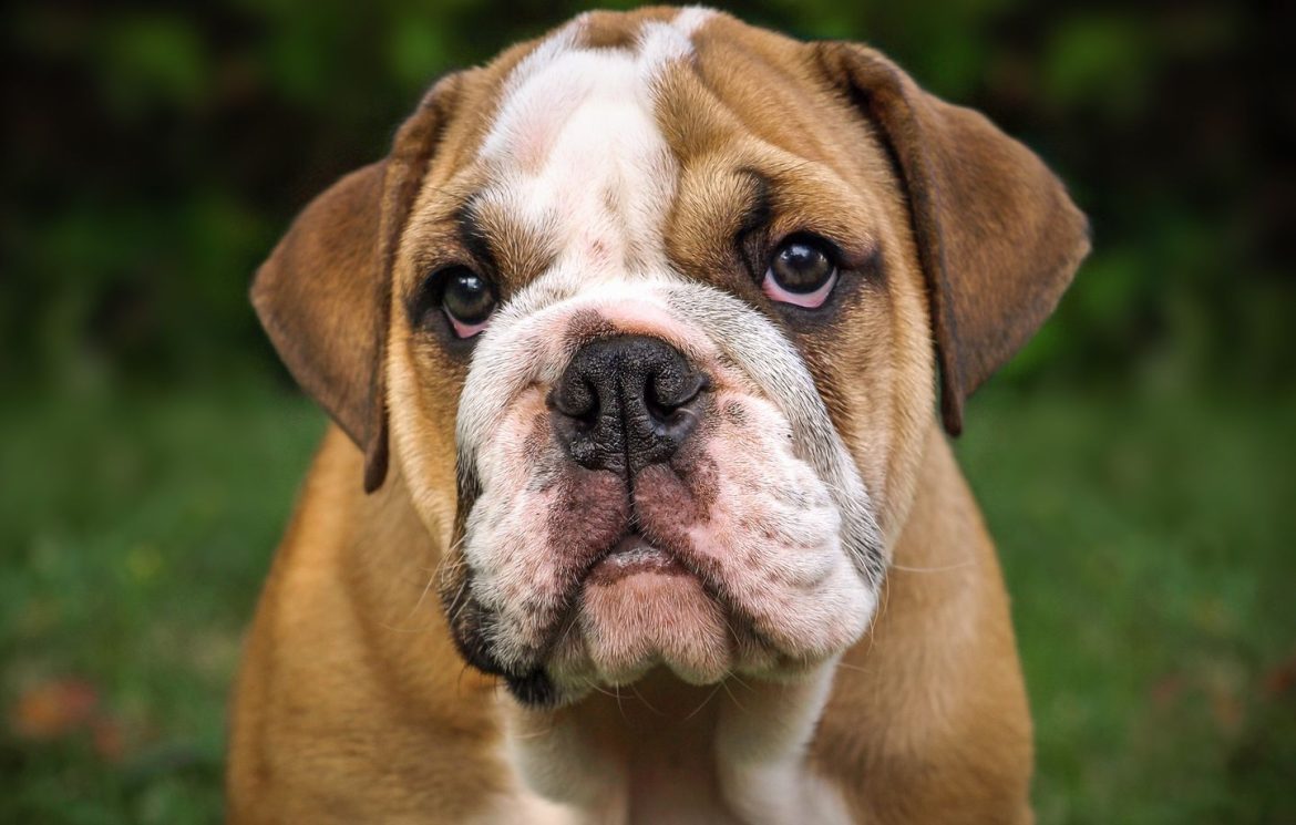 Un bouledogue attaque un vigile à Poitiers, son maître condamné