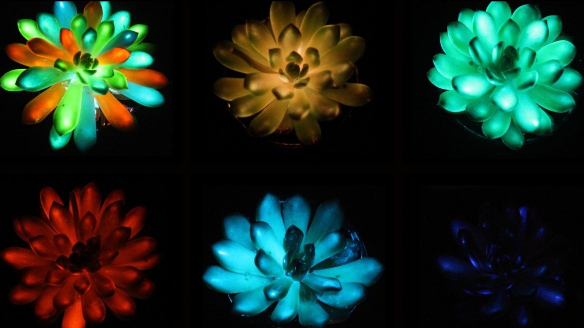 Des plantes lumineuses inspirées d’Avatar deviennent réalité