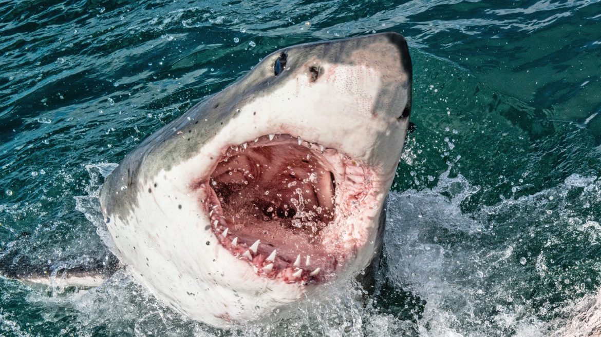 La science réelle derrière Jaws est plus glaçante que la fiction
