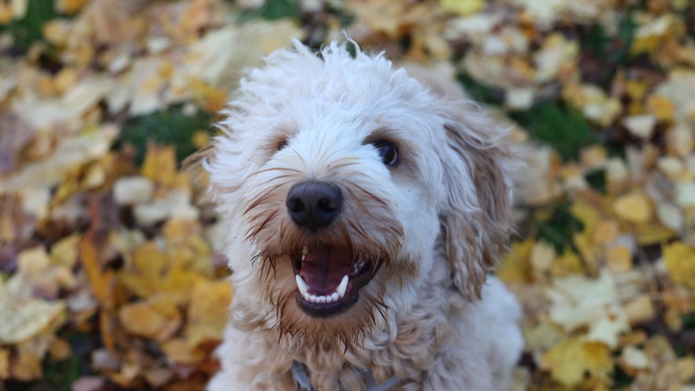 labradoodle